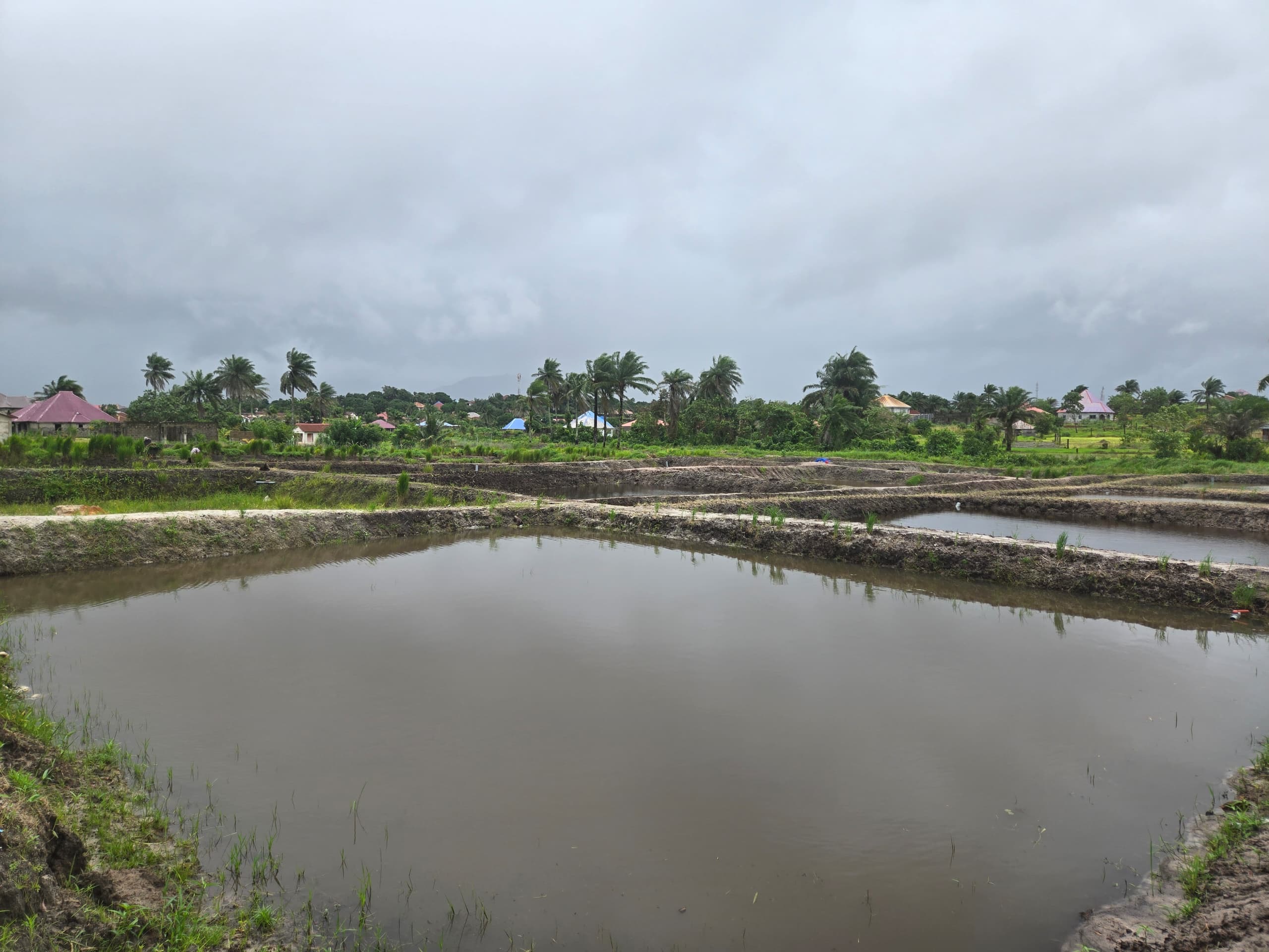 Eden Aqua fish ponds in Joe Town, Sierra Leone